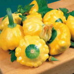 Sunburst Hybrid Squash Seeds 1