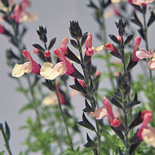 'Suncrest Autumn Moon' Sage