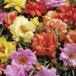 Sundial Hybrid Mix Moss Rose Seeds 1