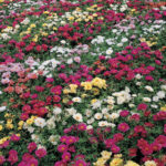 Sundial Hybrid Mix Moss Rose Seeds 1