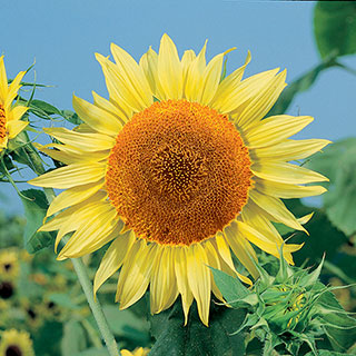 Sunflower Russian Mammoth