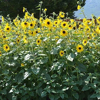 Sunflower Sunfinity