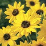 Sunny Babe Sunflower Seeds 1