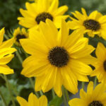 Sunny Babe Sunflower Seeds 1