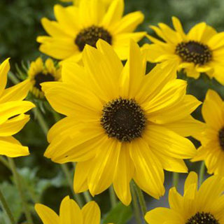 Sunny Babe Sunflower Seeds