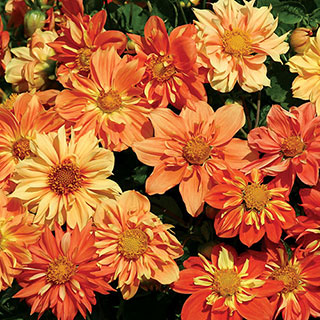 Sunny Reggae Dahlia Seeds