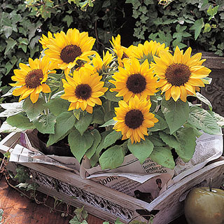 Sunny Smile Sunflower Seeds