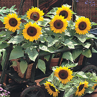 Sunny Smile Sunflower Seeds