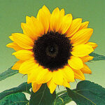 Sunny Smile Sunflower Seeds 1