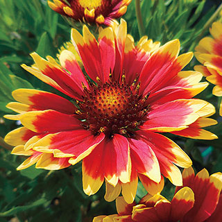 Sunset Cutie Blanket Flower