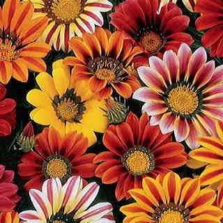 Sunshine Mix Gazania Seeds