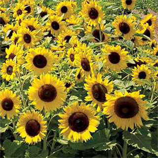 Sunspot Sunflower Seeds