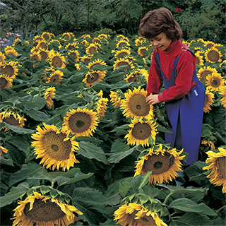 Sunspot Sunflower Seeds