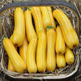 Sunstripe Hybrid Squash Seeds