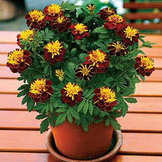 Super Hero™ Spry Marigold Seeds