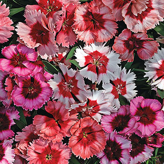 Super Parfait Mix Dianthus Seeds