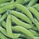 Super Sugar Snap Pea Seeds 1