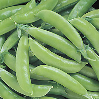 Super Sugar Snap Pea Seeds