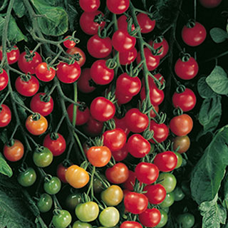 Supersweet 100 Hybrid Tomato Seeds