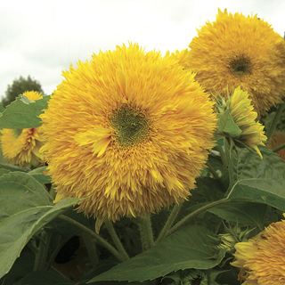Superted Hybrid Sunflower Seeds