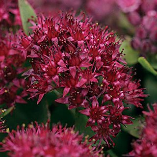 Surrender™ Red Sedum