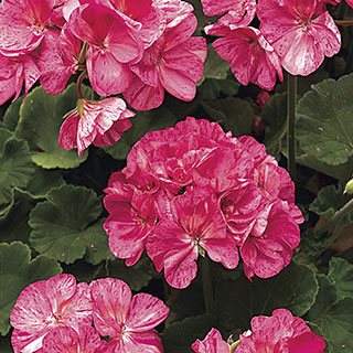 Survivor Pink Batik Geranium (pack of 3)