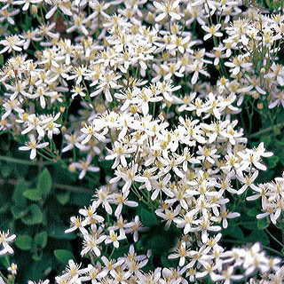 Sweet Autumn Clematis