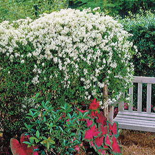 Sweet Autumn Clematis