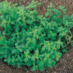 Sweet Marjoram Seeds 1