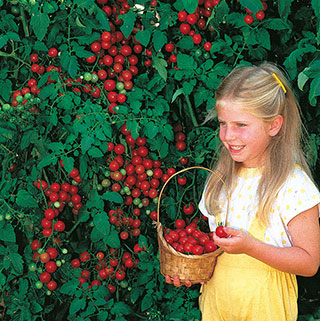 Sweet Million Hybrid Tomato Seeds