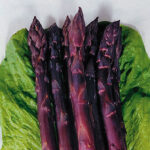 Sweet Purple Asparagus Seeds 1