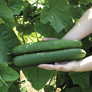 Sweet Success Hybrid Cucumber Seeds