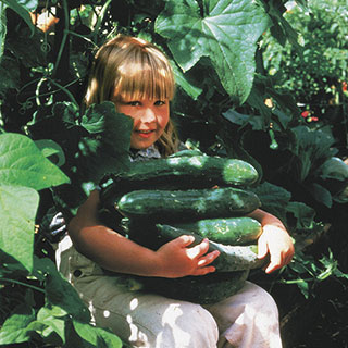 Sweet Success Hybrid Cucumber Seeds