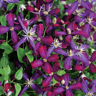 Sweet Summer Love Clematis