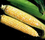 Sweet Temptation Hybrid (SE) Corn Seeds 1