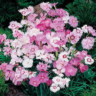 Sweetness Dianthus Seeds