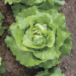 Sylvestra Lettuce Seed 1