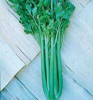 Tango Hybrid Celery Seeds