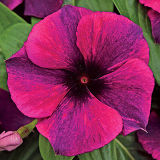 Tattoo™ Black Cherry Vinca Seeds