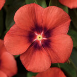 Tattoo™ Tangerine Vinca Seeds 1