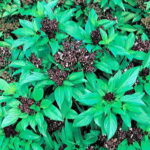 Thai Siam Queen Basil Seeds 1