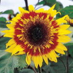 The Joker Sunflower Seeds 1