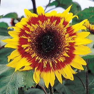 The Joker Sunflower Seeds