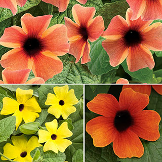 Thunbergia-A-Peel® Combination