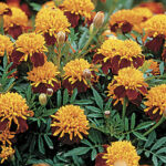 Tiger Eyes Marigold Seeds 1