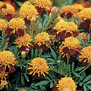 Tiger Eyes Marigold Seeds