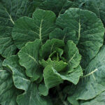 Tiger Hybrid Collards Seeds 1