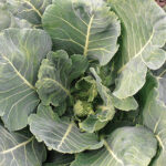 Tiger Hybrid Collards Seeds 1