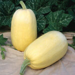 Tivoli Hybrid Spaghetti Squash Seeds 1