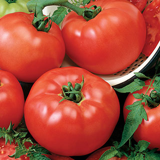 Tomato Chef's Choice Red Hybrid